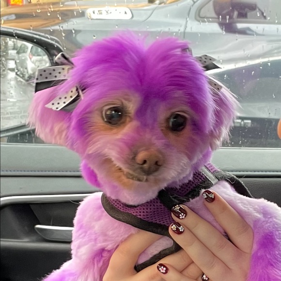 bonnie_vandyke